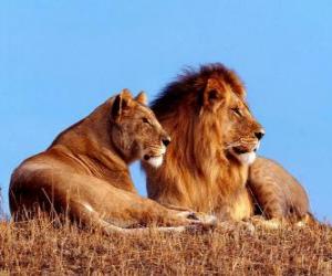 Το λιοντάρι και η λέαινα