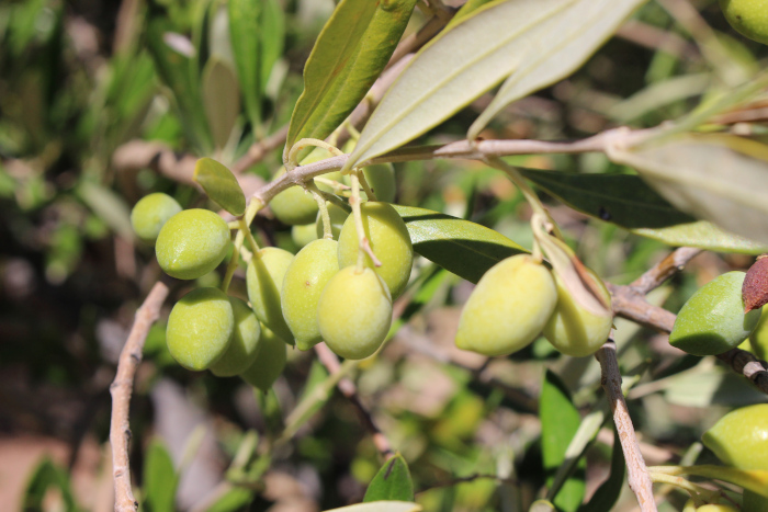 Bio-Olivenhainen „Kelaria“ und „Adravasti“ bei Zakros, Kreta
