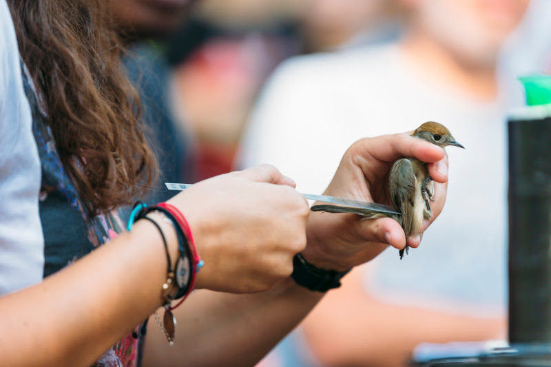 BirdLife Cyprus: Γιορτάζουμε τη φθινοπωρινή μετανάστευση πουλιών στο Κάβο Γκρέκο